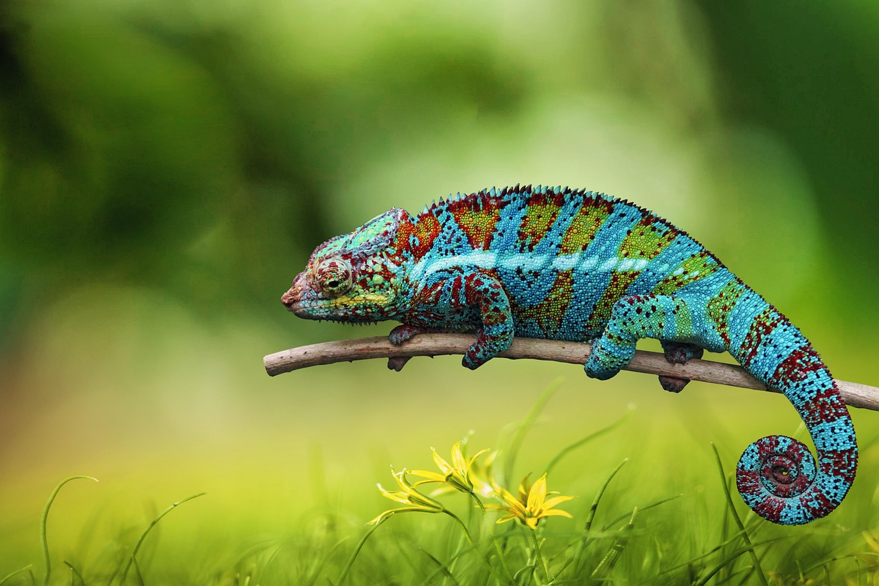 Chameleon Diet Tips: Balanced diet of prey insects, fruits and vegetables